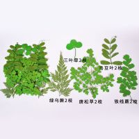 diy手工制作材料包 玻璃北欧干花压花植物标本ins风创意相框摆台 叶片组合-绿 共10片 其他尺寸