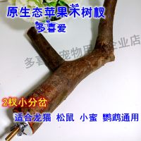 龙猫松鼠仓鼠荷兰猪小蜜磨牙苹果木枝小苹果树杈宠物用品玩具 1个树杈