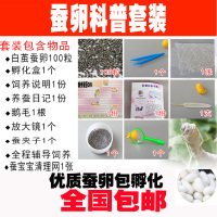 蚕卵蚕子彩色蚕卵蚕宝宝活体套装学生科普养蚕七彩蚕卵优质卵 白色蚕茧蚕卵100粒