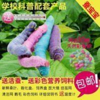 蚕宝宝活蚕桑叶套装彩色蚕宝宝学生养蚕送彩色蚕饲料蚕卵包活 活蚕套装送桑叶