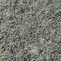 蚕宝宝活体蚕卵蚕种新鲜桑叶饲养天然彩蚕学生七彩套装白包活 1龄蚕50条送桑叶1包+小盒