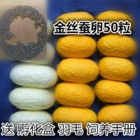 科普蚕宝宝套装新鲜桑叶蚕蚕卵白蚕卵金丝蚕卵斑马蚕卵黑虎蚕卵 金丝蚕卵50粒