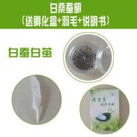 春蚕夏蚕种蚕籽蚕卵桑叶活蚕天然彩色蚕宝宝金丝蚕学生科普套装 白蚕卵100粒+羽毛说明书孵化盒