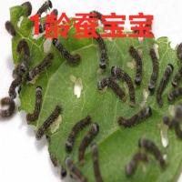 毛毛虫活体1-2-3-4-5龄蚕宝宝活体科普便宜套装活体小蚕幼虫好养 1龄50条