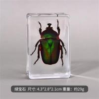 真实昆虫标本透明树脂创意小摆件幼儿园教学观察科普动物认知玩具 绿宝石