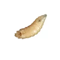 活体蛆鲫鱼鲤鱼蛆虫野钓白虫活蛆牙子白蛆活体玉米虫肉蛆活虫 1瓶【每瓶150条 】