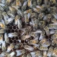 意蜂王蜂王活体蜜王喀尔巴阡东北黑王生产王新王 意蜂王蜂王活体蜜王喀尔巴阡东北黑王生产王新王
