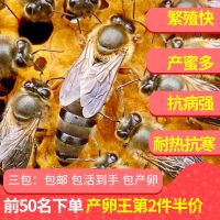 中蜂王活体种王产卵王蜂王处女王阿坝神龙架双色开产王优质杂交王 随机处女王