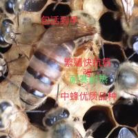 中蜂蜂王种王优质种良高产蜜开产双色阿坝土蜂本地处女王惊爆低价 杂交黑处女王