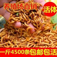 面包虫活体黄粉虫活虫鹦鹉鱼乌龟金龙鱼画眉鸟石蛙饲料500克 试吃300条送镊子