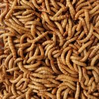 面包虫活体 黄粉虫活虫鲜活虫种虫金龙鱼鹦鹉鱼罗汉鱼乌龟鱼饲料 试吃300条 送镊子