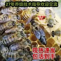 促销[高产蜂王]中蜂蜂王种王优质高产蜜蜂活体产卵王 广东本地处女王