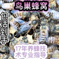 促销[高产蜂王]中蜂蜂王种王优质高产蜜蜂活体产卵王 随机发处女王