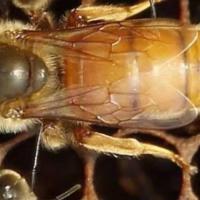 蜜蜂王 意蜂王 处女王 蜜王 浆王种王 包活到家 单只处女王(品种让客服备注)