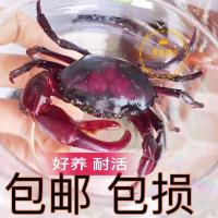 原生 紫罗兰 活体观赏蟹束腰蟹紫蟹宠物蟹溪蟹淡水爬宠小螃蟹宠物 小号 2-2.5cm背甲 没发色