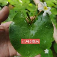 水培植物水芙蓉魁叶萍狐尾藻一叶莲铜钱草鱼缸水草浮萍水养绿植 小号6厘米两片