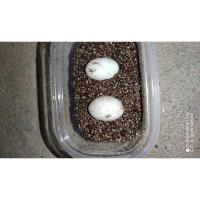 买2个送2个可孵化草龟蛋乌龟蛋一星期左右出苗送蛭石孵化盒龟粮