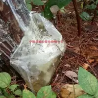 割松油袋 割松脂袋 割松香袋 湿地松袋 一捆一百个 马尾松袋 松油袋10X11寸 5丝烫双耳