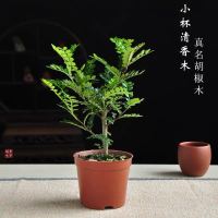 驱蚊植物清香木盆栽室内盆景驱蚊草四季常青胡椒木苗绿植庭院花卉 3年小胡椒木