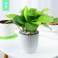 发财树富贵竹绿萝花卉盆栽文竹水培植物室内办公室客厅桌面盆景 绿萝 带盆栽好发货