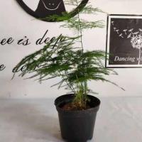 发财树栀子花绿植花卉盆栽绿萝吊兰长寿花水培植物富贵竹桌面盆栽[7月31日发完] 文竹1棵不含吸水盆 带盆栽好发货