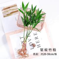 水培新宠驱蚊竹带瓶富贵竹室内客厅水养绿植花卉盆栽四季常青易活 简约[5棵竹]+赠营养液