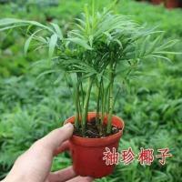 蕨类植物铁线蕨波士顿蕨驱蚊室内盆栽四季常青植物净化空气除甲醛 :水培椰子 不含盆[原土发货+送肥料]