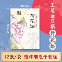 工笔画白描底稿设色线描图笺 工笔画临摹画手绘 国画线稿填色涂色 荷花绘线稿+教程 A4