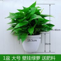 壁挂绿萝挂墙绿植长绿萝长藤办公室室内除甲醛绿箩水培吊兰垂吊 1盆大号 白色壁挂绿萝[送挂钩