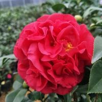 四季茶花大树苗盆栽绿植带花苞发货长期开花室内阳台庭院好养好活 2年克瑞墨高20-30厘米(带花苞) 原土发货:送复合肥+