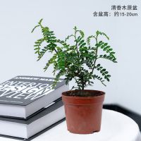 驱蚊虫植物清香木花卉盆栽室内绿植驱虫草胡椒木四季长青净化空气 清香盆栽[1年小苗]