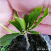 [含盆带花苞发货]栀子花小盆栽四季开花植物浓香型室内花卉绿植 栀子花不带花苞幼苗一颗(不包活)