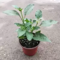 一盆能开1000朵!光辉岁月超级向日葵花苗盆栽带花苞多年生花期长 光辉岁月超级向日葵 12cm原盆1盆 带盆栽好