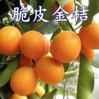 金桔盆栽四季桔室内好养绿植小金橘子桔子招财观赏盆景树开店送礼 特价四季金桔不带盆不带果