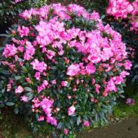 杜鹃花盆栽老桩特大花卉带花苞北方耐寒室内外好养植物 精品双色西玛杜鹃 冠幅直径(20-25厘米)