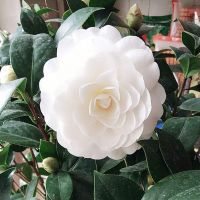 浓香重瓣山茶花五色赤丹香妃包成活盆栽室内树苗阳台庭院好养植物 东方亮 2年苗[牙签苗20厘米高]包成活