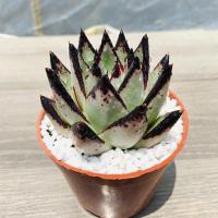 黑檀汁乌木 多肉植物精选黑边黑檀汁乌木多肉盆栽云南发货 70盆径[黑檀汁]