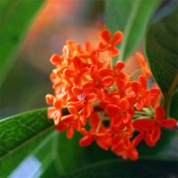 【四季桂花】桂花树苗盆栽客厅庭院室内外绿植浓香型花卉好养的花 状元红 2年实生苗2裸根不包活