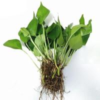 绿萝盆栽长藤植物室内吊兰除甲醛吊兰办公室客厅水培批发绿箩 水培绿萝苗3株