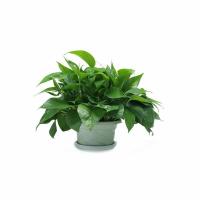 绿萝盆栽室内批发花卉植物吸除甲醛客厅新房长藤绿植绿箩水培绿植 180原盆托盘1盆/无赠品