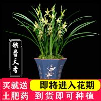 兰花带花苞建兰名贵兰花浓香型四季兰开花香易养室内绿植盆栽花卉 [不带花]铁骨天香2苗连体送土肥药