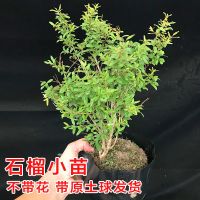 石榴花盆栽观赏果树苗室内盆景四季开花植物室外庭院阳台绿植花卉 石榴小苗 不带花