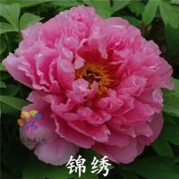 菏泽牡丹花盆栽带花苞花王重瓣绿植盆栽室内庭院阳台嫁接观赏四季 锦绣+原土原盆