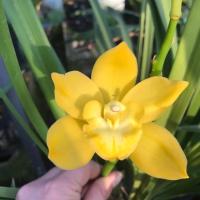 原盆土发货名贵叶艺兰金黄色先明艺建兰四季兰花苗夏季冬季开花兰 七彩 1苗小苗试养 不带艺裸根不带土 送肥+说明书