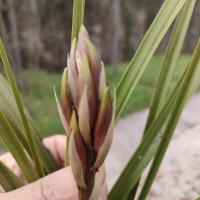 浓香型春兰蕙兰连体兰花苗带花苞兰花盆载兰草苗四季室内花卉绿植 直播专拍10