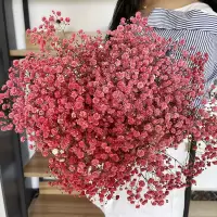 云南满天星干花花束真花鲜花勿忘我摆件花瓶装饰插花生日礼物批发 红色 半斤[满天星](送灯串)