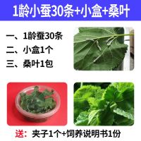 蚕宝宝活体幼虫春蚕金丝蚕白蚕1234龄学生儿童养蚕套装送新鲜桑叶 1龄蚕30条