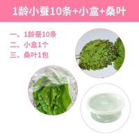 蚕宝宝活体春蚕幼虫活物儿童学生养蚕套装小蚕1龄234龄送新鲜桑叶 1龄小蚕10条+小盒+桑叶