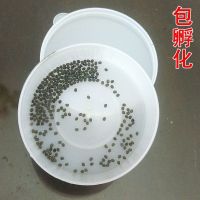 2021年优质蚕卵 蚕宝宝活体 蚕种春蚕卵蚕蚕籽 送孵化盒 送鹅毛 白色茧 蚕卵100颗