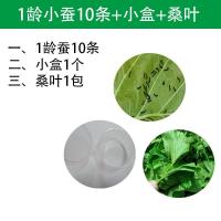 蚕宝宝活物学生科普养蚕套装蚕1龄234龄春蚕卵七彩送新鲜桑叶 1龄小蚕10条+小盒+桑叶